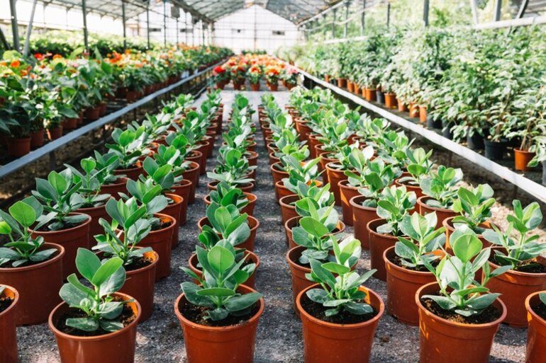 Why Vermicompost is a Must-Have for Every Plant Nursery.