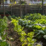 The Best Vermicompost for Vegetable Gardens Grow Fresh and Nutritious Produce